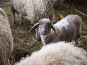 Funktioner för att ta hand om lamm