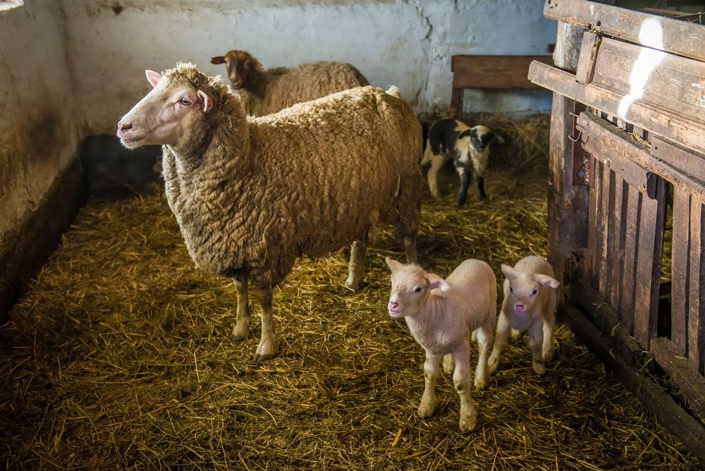 Sheep breeding