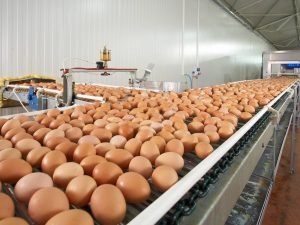 Erhöhte Eiproduktion von Puten auf dem Bauernhof