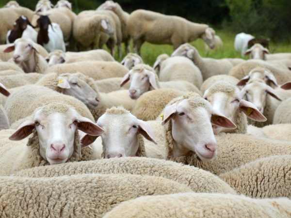 Západosibiřská ovce