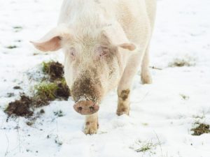 Winterhaltung von Schweinen