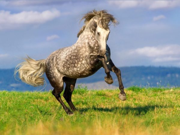 Andalusische paarden zijn goede rijpaarden