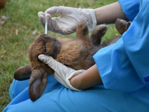 Gamavit-vaccin för kaniner