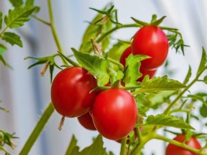 Tomatenzaailingen bemesten met gist