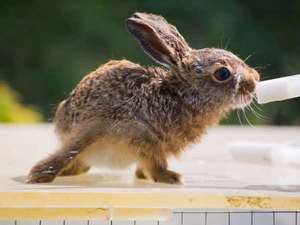 Vaccinatie voor konijnen