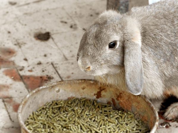 Comida para conejos