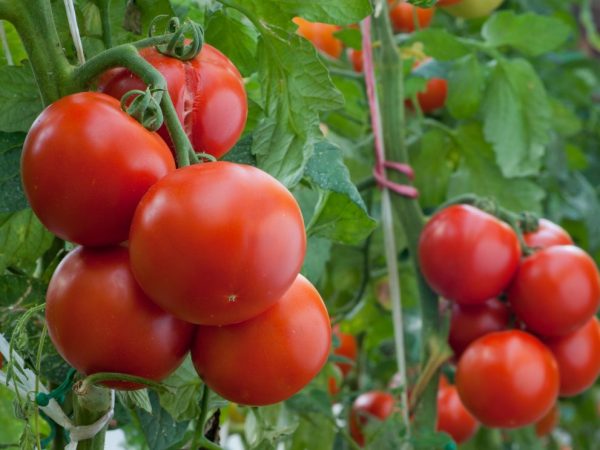 Vlastnosti rajčat Klush
