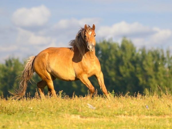 Πώς να σηκώσετε ένα άλογο σε καλπασμό