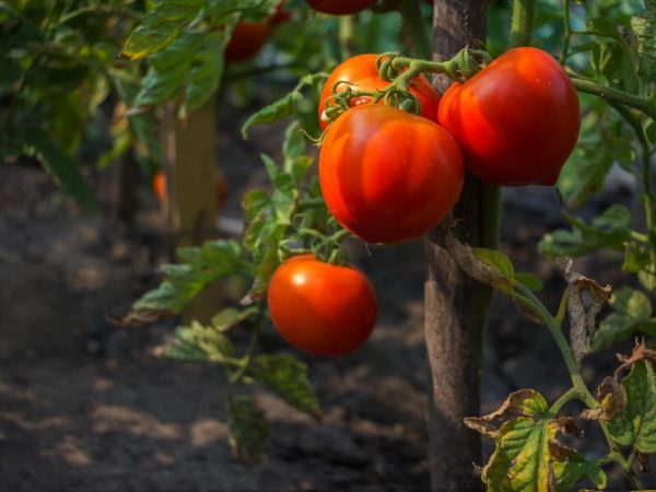 Beschrijving van tomaten van de variëteit Mishka Kosolapy