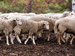 Regels voor het fokken van schapen