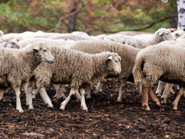 Sheep breeding rules