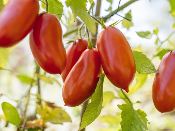 Las frutas de tomate se pueden almacenar durante mucho tiempo.