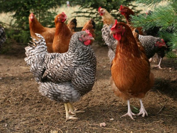 Chickens are distinguished by unusual plumage