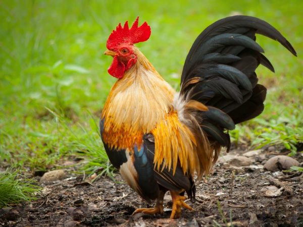 Roosters gain weight better
