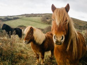 Wat zijn de rassen van pony's