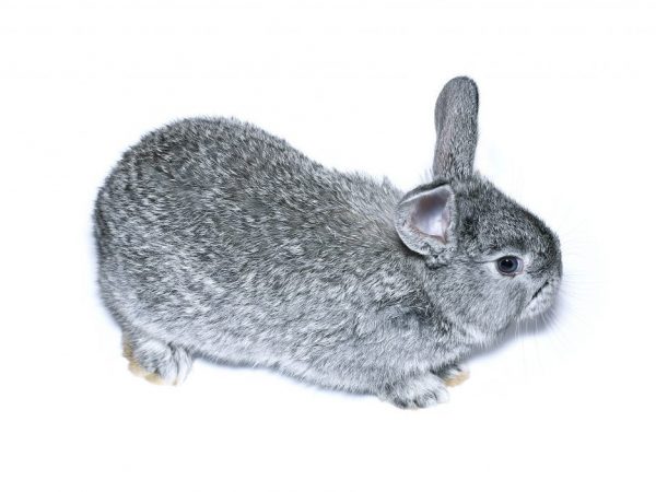 Characteristic features of the Chinchilla