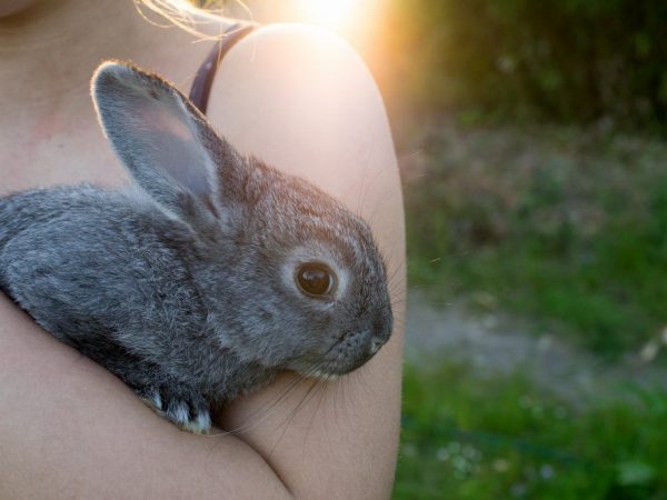 Cómo cuidar un conejo chinchilla