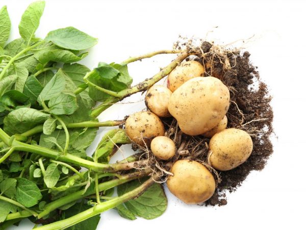 Beschrijving van Adretta-aardappelen