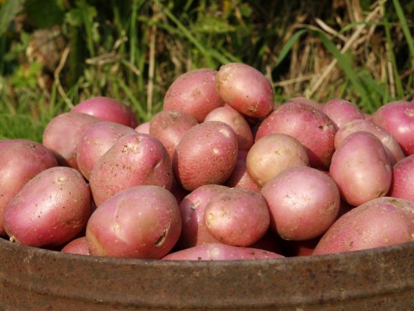 Vlastnosti odrůdy brambor Aladdin