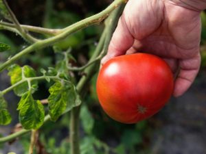 Merkmale der Tomatensorte Andreevsky Surprise
