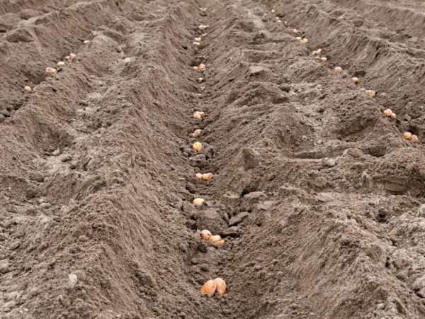 Aardappelen worden in bemeste grond geplant
