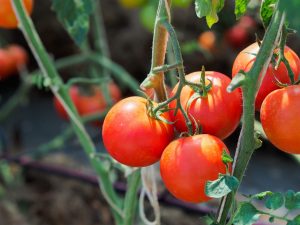 Kenmerken van Bella Rosa-tomaat