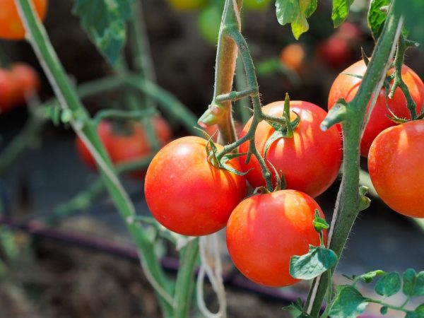 Kännetecken för Bella Rosa-tomat