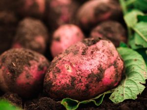 Characteristics of Bellarosa potatoes
