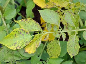 Methods of dealing with late blight on potatoes