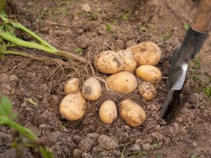 Characteristics of Gala potatoes