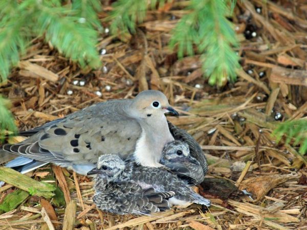 Los pájaros esconden a sus bebés hasta que crecen