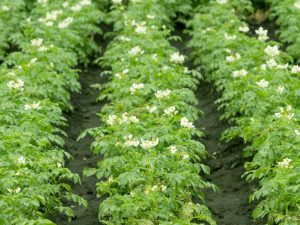 Toepassing van herbiciden op aardappelen