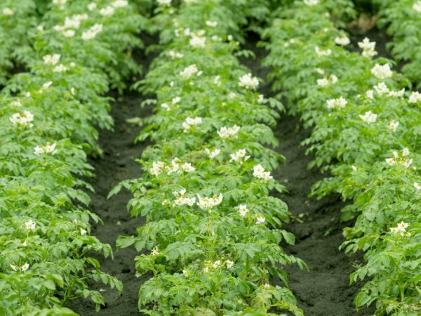 Application of herbicides to potatoes