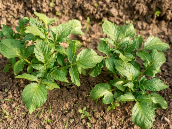 Herbicider kan också döda potatis