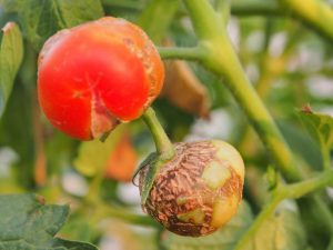 Causas de los tomates podridos en el invernadero.
