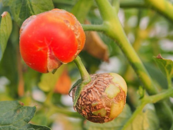 Αιτίες σάπιας ντομάτας στο θερμοκήπιο