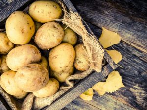 Dutch potato varieties
