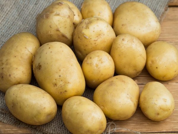 Karakteristike sorte krumpira Golubizna