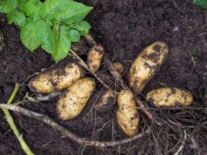 Beschrijving van aardappelen Granada