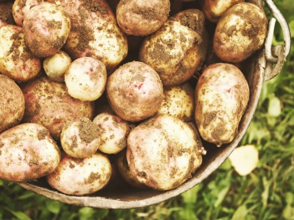 Kenmerken van het aardappelras Ivan Da Marya