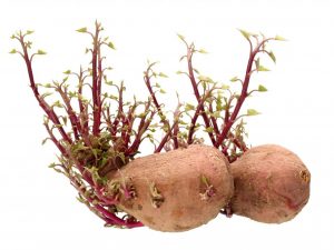 Växande potatis från groddar