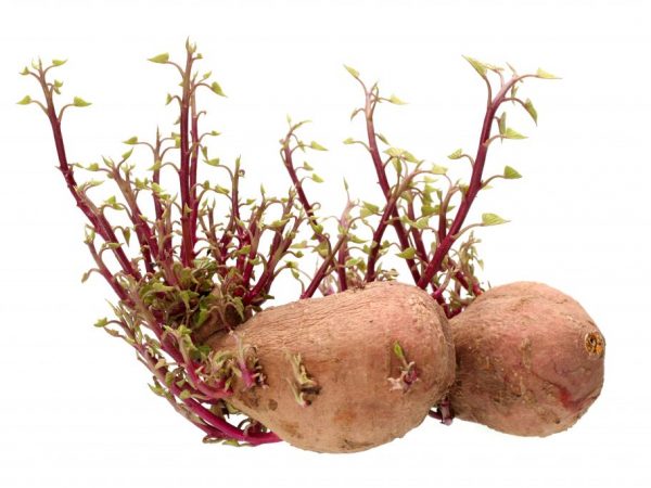 Växande potatis från groddar