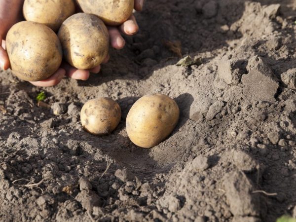 Kenmerken van het aardappelras Karatop