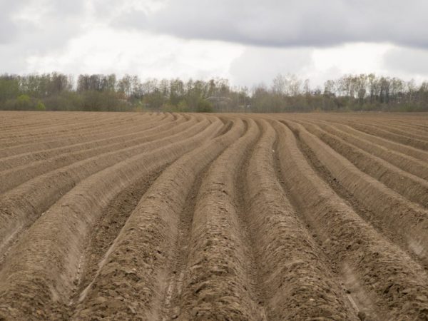 El suelo debe estar preparado para plantar en otoño.