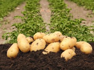 Colette aardappelbeschrijving