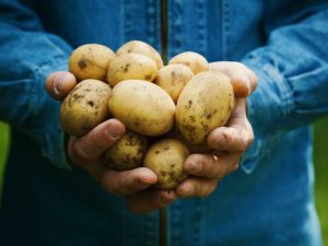 Ολλανδική ποικιλία πατάτας Colombo