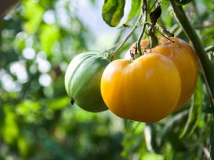 Beschrijving en kenmerken van de tomatenkoning van Siberië