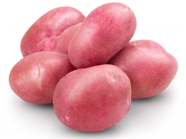 Kenmerken van aardappelen Knap