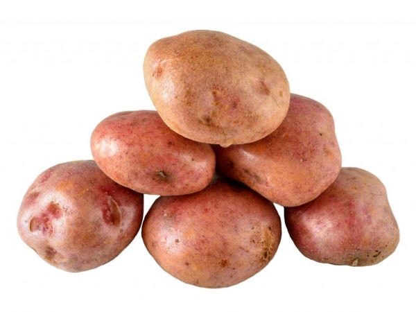 Beskrivning av potatis Courage