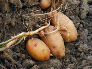 Bast aardappelen
